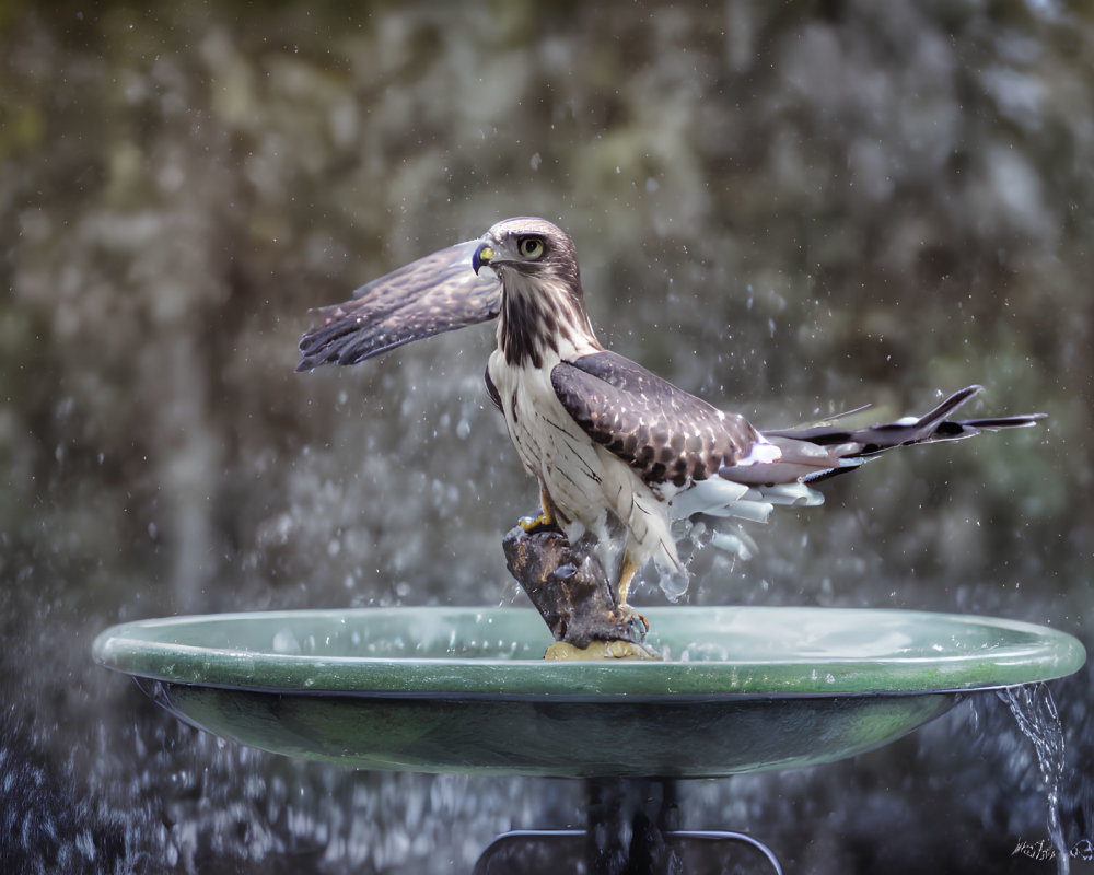 Osprey in Birdbath with Frozen Water Droplets