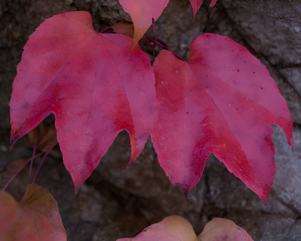 Vibrant red autumn leaves with distinct veins against textured grey bark background