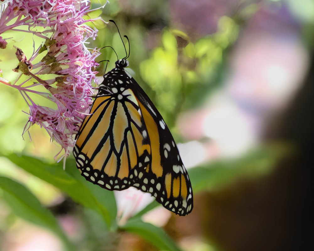 Monarch butterfly perched on pink flowers with orange and black wings