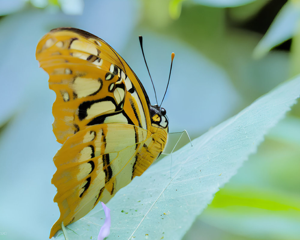 Colorful Butterfly Resting on Green Leaf with Blue Background