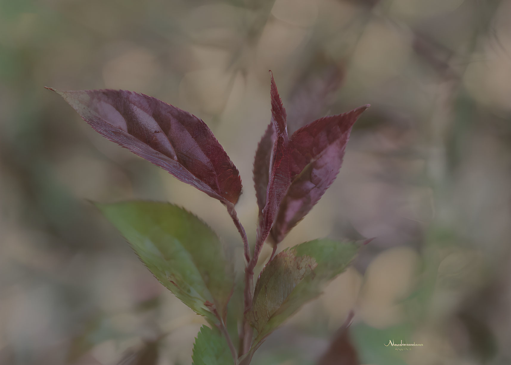 Green and Reddish-Purple Plant Leaves Close-Up Shot