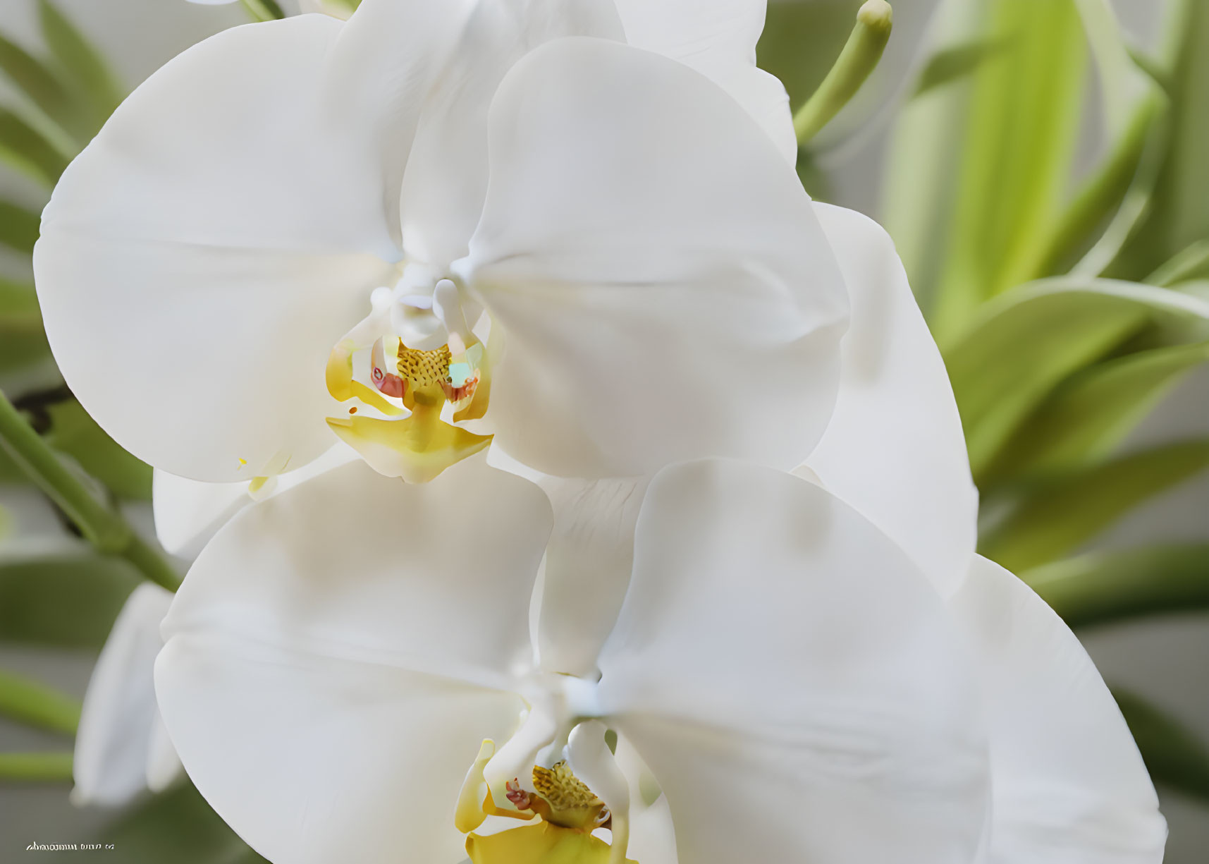 White Phalaenopsis Orchids with Yellow and Pink Centers on Blurred Green Background