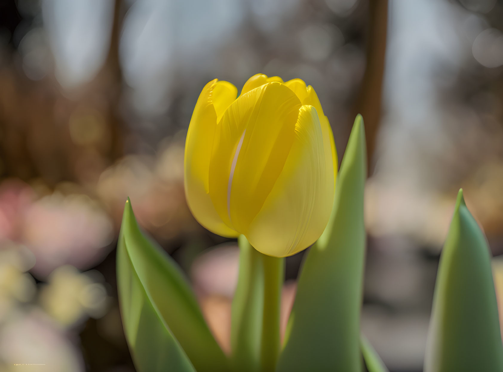 Vibrant Yellow Tulip Close-Up with Spring Flowers Background