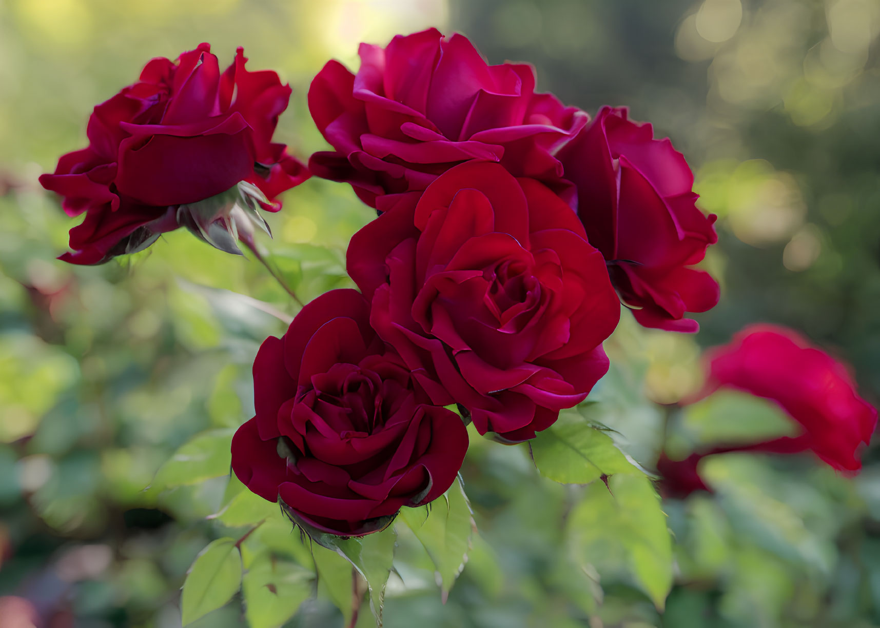 Beautiful red roses in full bloom with soft-focus greenery.