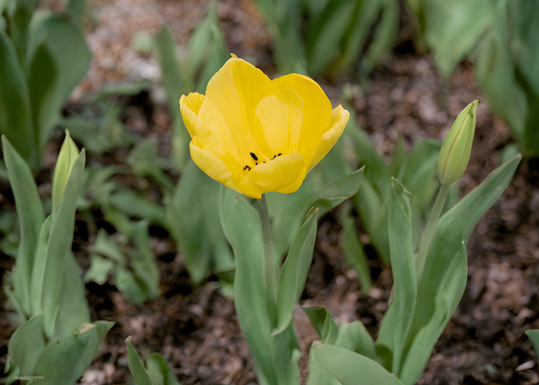 Bright Yellow Tulip in Full Bloom Among Green Leaves and Blurred Background