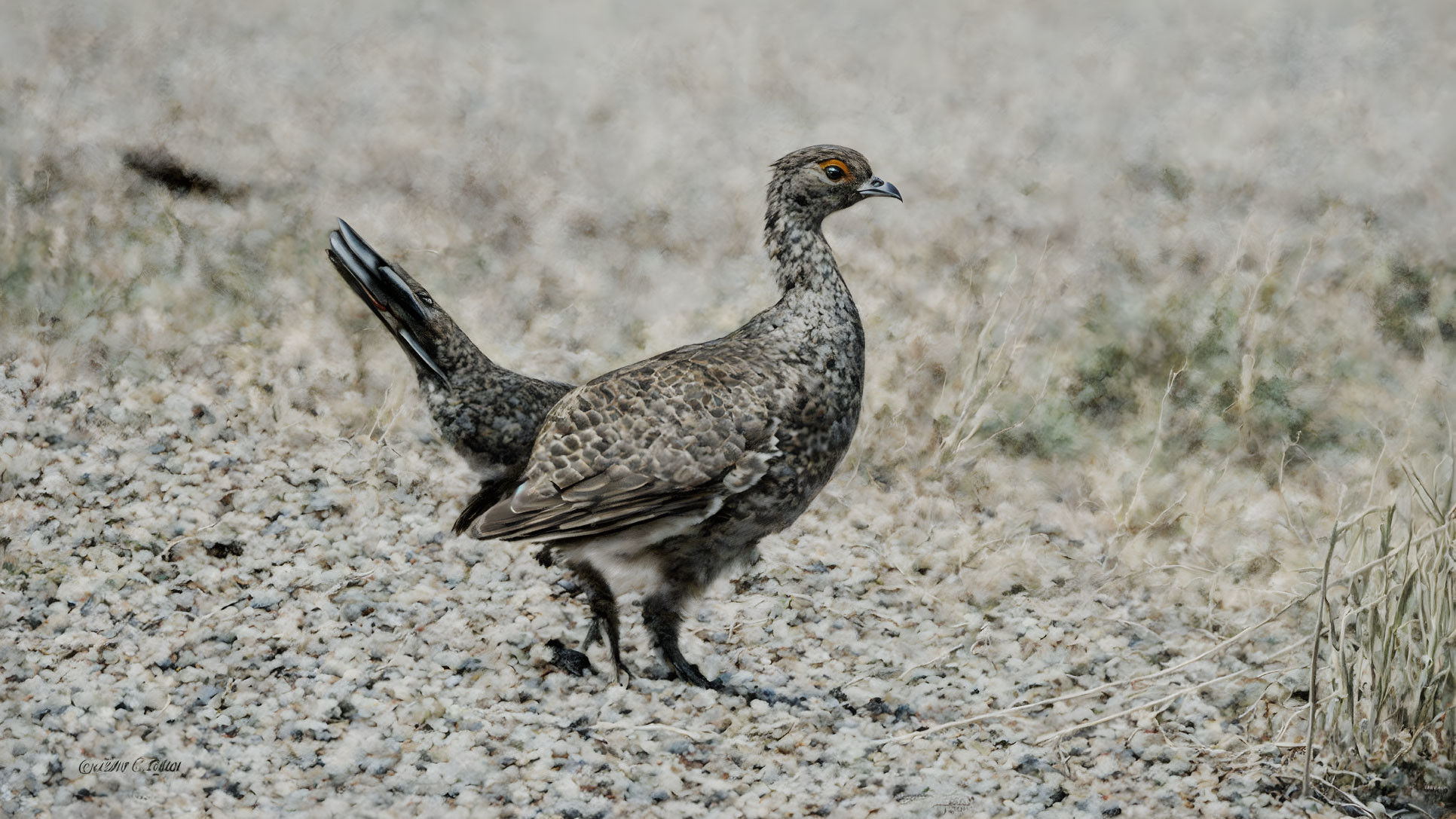 Speckled Grey Bird with Long Tail and Orange-Ringed Eyes in Natural Habitat