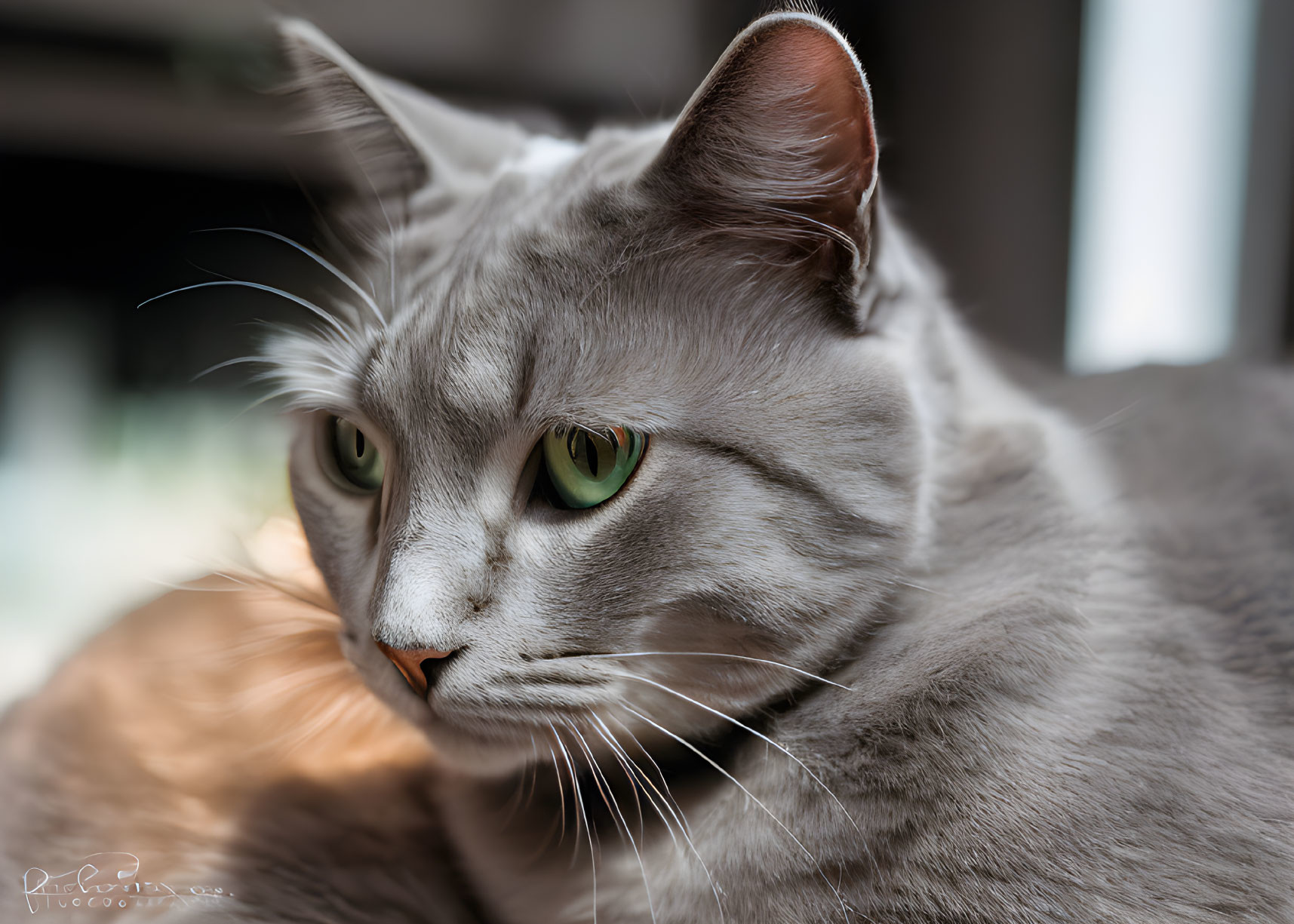 Gray Cat with Striking Green Eyes and Focused Gaze on Soft Background