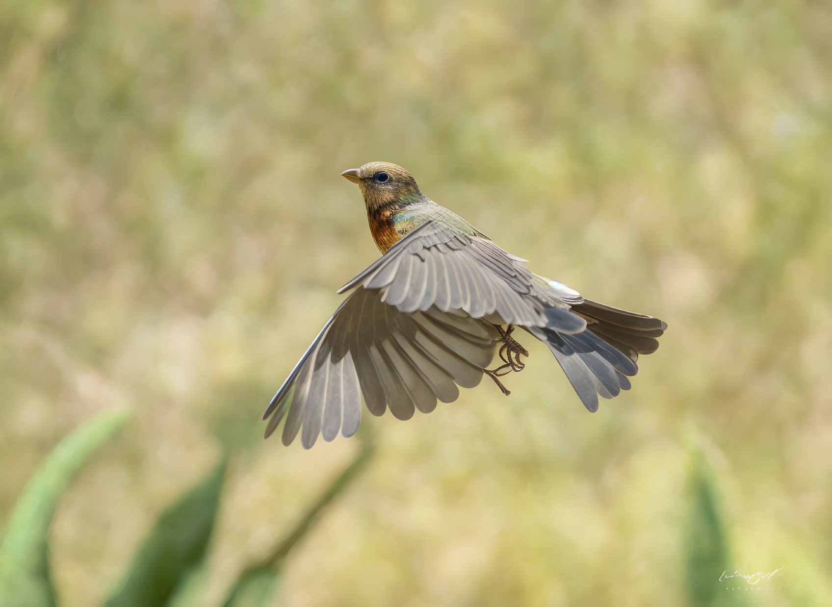 Brown and Gray Bird in Mid-Flight Against Green Background