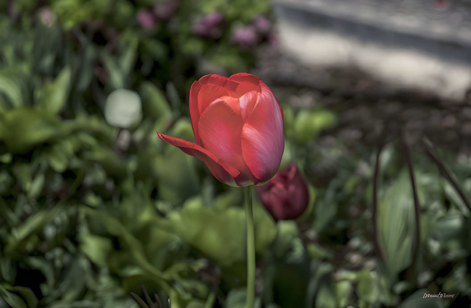 Vibrant red tulip against blurred green foliage background