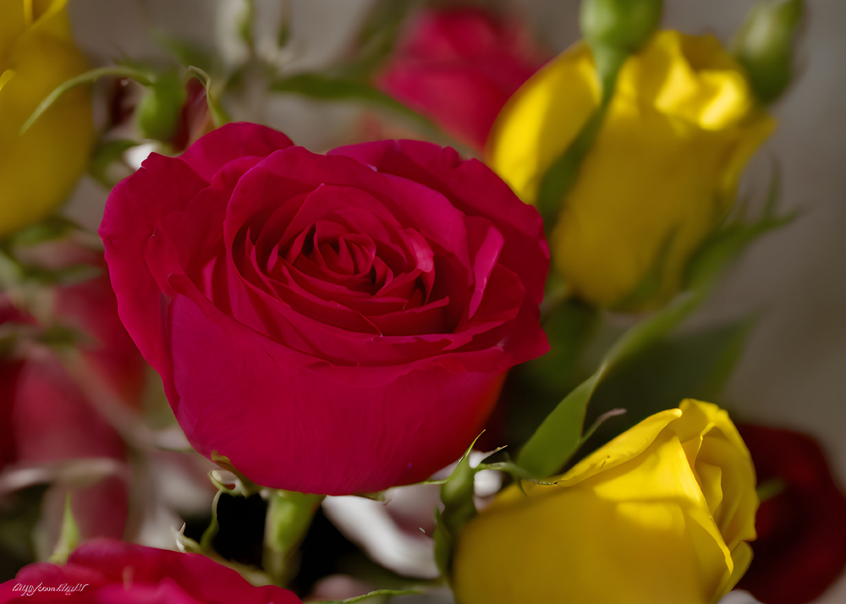 Pink Rose in Full Bloom Surrounded by Yellow Buds