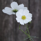 Two White Flowers with Golden Centers in Gothic Setting