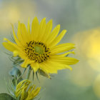 Colorful Sunflower Digital Illustration on Warm Background