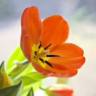 Bright orange tulip with stamen in soft backlight, green leaves, gradient background