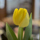 Vibrant Yellow Tulip Close-Up with Spring Flowers Background