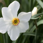 Close-up of white daffodil with yellow-orange center on soft green background