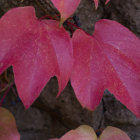 Vibrant red autumn leaves with distinct veins against textured grey bark background