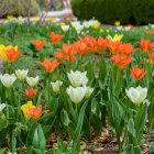 Blooming orange and white tulips in a garden with purple flowers