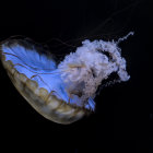 Translucent jellyfish with glowing blue bell and trailing tentacles