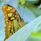 Colorful Butterfly Resting on Green Leaf with Blue Background