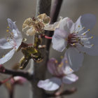 Delicate white cherry blossoms with golden stamens in sunlight