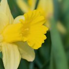 Detailed yellow daffodil with vibrant petals on soft green background