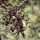 Detailed Illustration of Ripe Red Berries on Lush Berry Bush