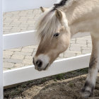 Palomino horse with flowing mane gazes over white fence at distant horses in cloudy sky scene