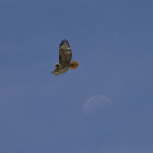 Silhouetted bird flying against blue sky with moon and distant object