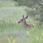 Concealed deer in tranquil field with tall grasses and pine tree