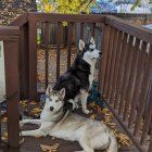 Autumn Scene: Two Dogs on Wooden Deck with Leaves and Yellow Foliage