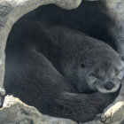 Illustrated otter peeking through circular frame with flowers and foliage