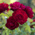 Beautiful red roses in full bloom with soft-focus greenery.