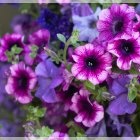 Colorful digital painting of purple and magenta flowers on moody backdrop