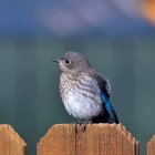 Fluffy white and grey bird on wooden fence under starry sky