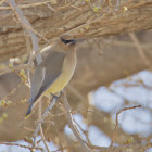 Cedar Waxwing Bird on Branch with Budding Flowers in Snowy Background