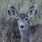 Young deer with white spots blending into tall grass landscape