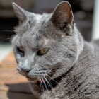 Gray Cat with Striking Green Eyes and Focused Gaze on Soft Background