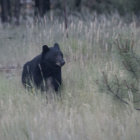 Solitary black bear in grassy field evokes serene wild landscape