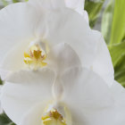 White Phalaenopsis Orchids with Yellow and Pink Centers on Blurred Green Background