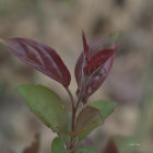 Green and Reddish-Purple Plant Leaves Close-Up Shot