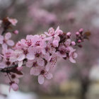 Delicate Pink Cherry Blossoms with Soft-focus Background