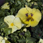 Colorful Yellow and Purple Pansies in Lush Green Foliage