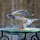 Osprey in Birdbath with Frozen Water Droplets