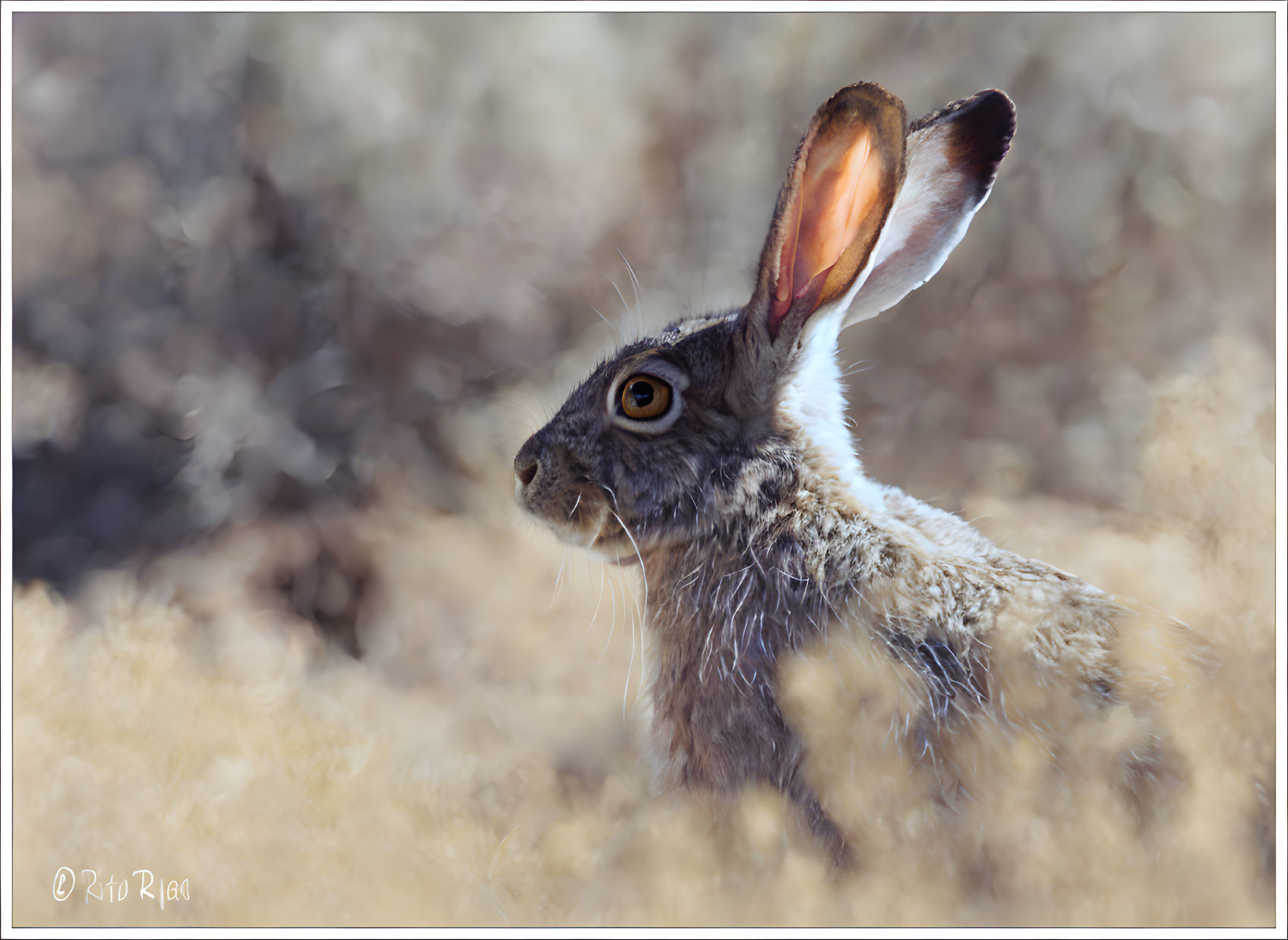 Wild hare with alert ears blending into grassy background