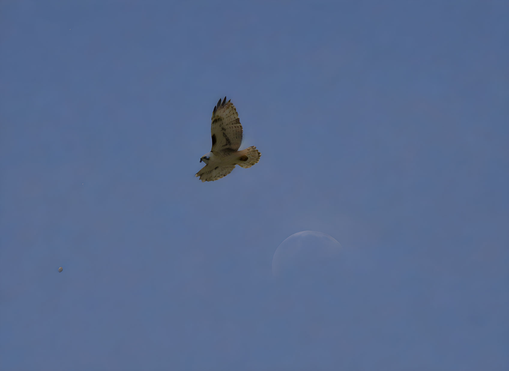 Silhouetted bird flying against blue sky with moon and distant object