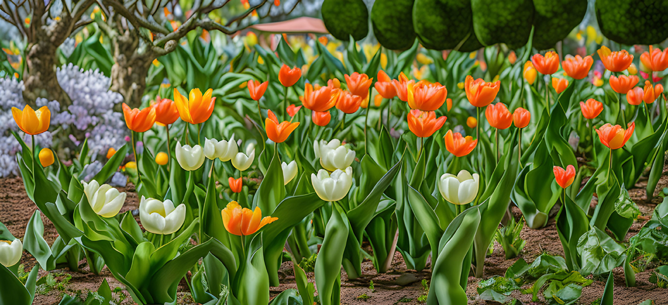 Blooming orange and white tulips in a garden with purple flowers