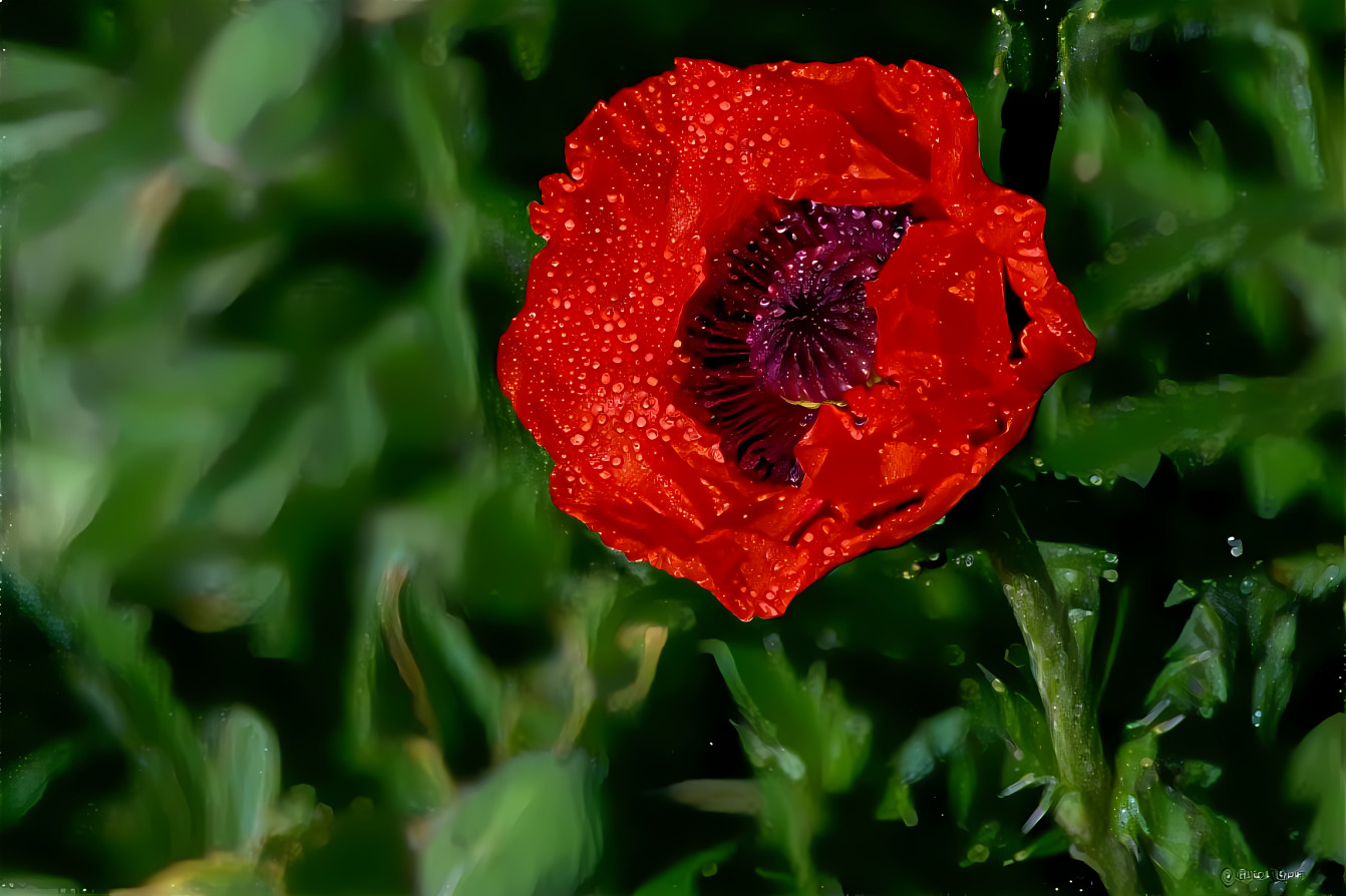 poppy