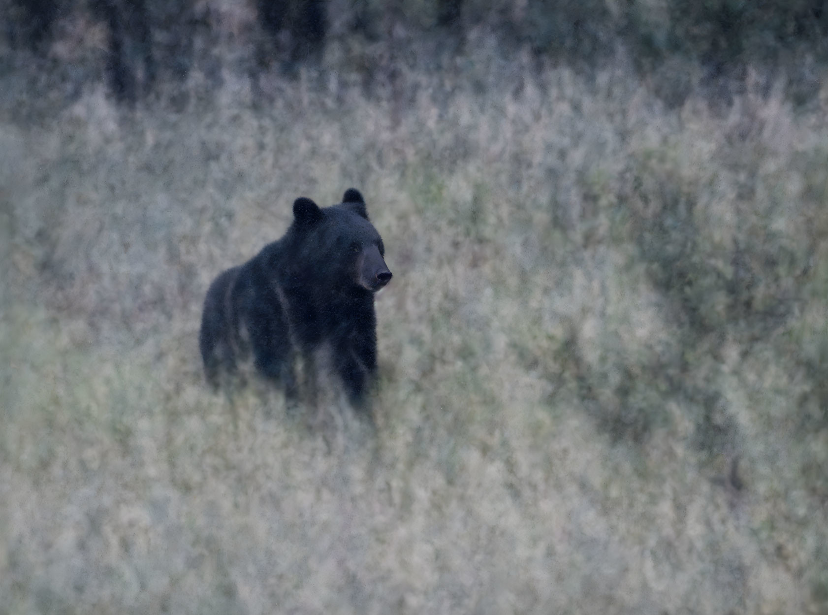 Solitary black bear in grassy field evokes serene wild landscape