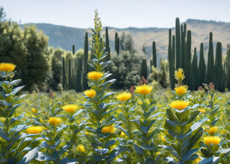 Bright Yellow Flowers Among Greenery and Cypress Trees Under Blue Sky