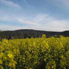 Colorful field with yellow flowers and small house under blue sky